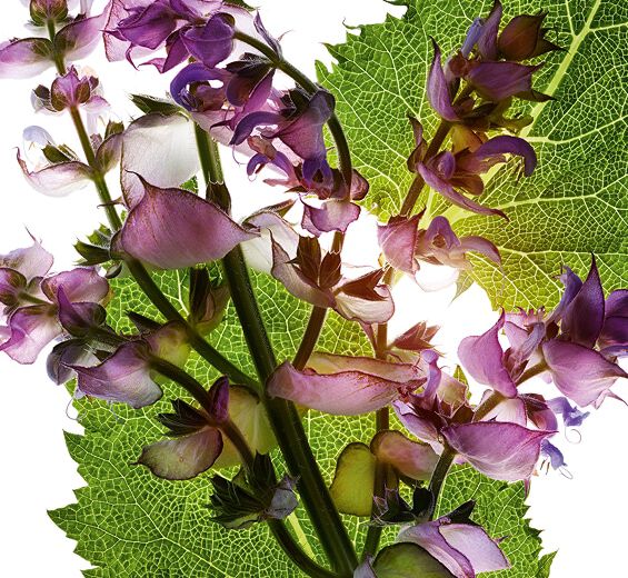 Clary sage-Clary sage essential oil-Salvia sclarea (clary) oil