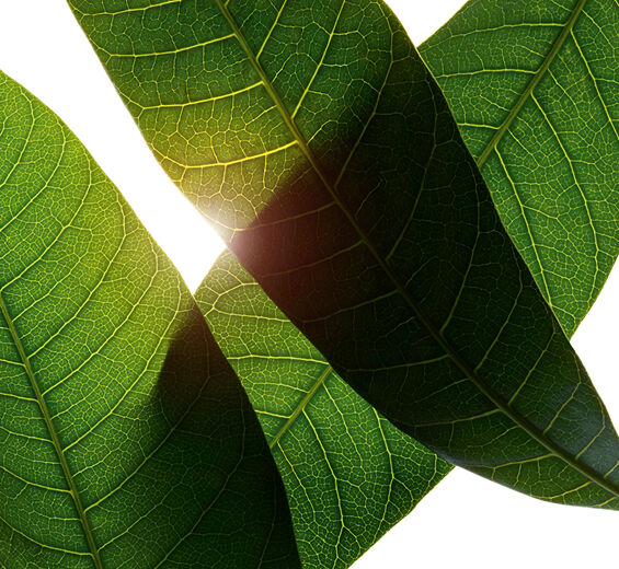 Mango Tree-Mango leaf extract-Mangifera indica (mango) leaf extract