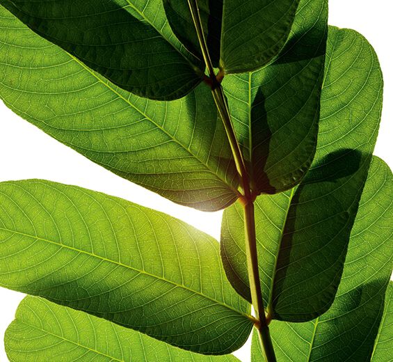 Senna-Ekstrak Epi d&rsquo;Or-Cassia alata leaf extract