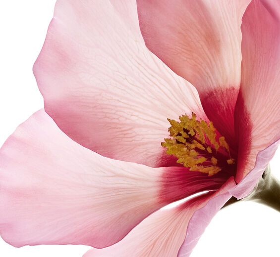 Hibiscus-Hibiscus sabdariffa flower acids-Hibiscus sabdariffa flower extract