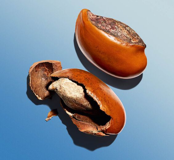 Shea-Shea butter-Butyrospermum parkii (shea) butter