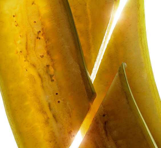 Banana tree-Organic Green Banana extract-Musa sapientum (banana) fruit extract