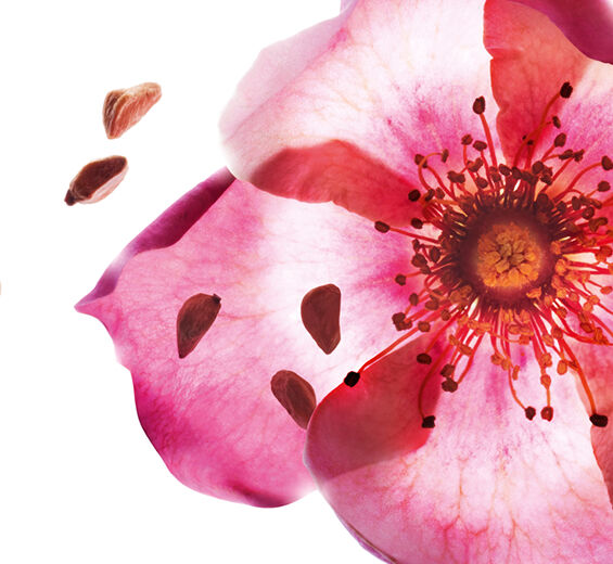 Sweetbriar Rose-Organic Sweetbriar Rose Oil-Rosa rubiginosa seed oil