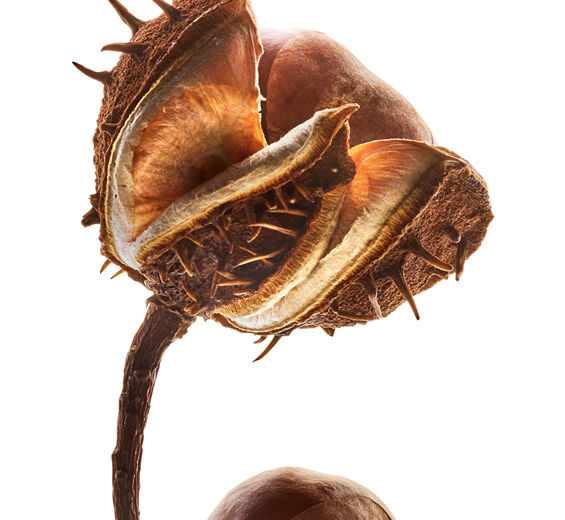 Horse Chestnut-Horse chestnut extract (organic plant)-Aesculus hippocastanum (horse chestnut) seed extract