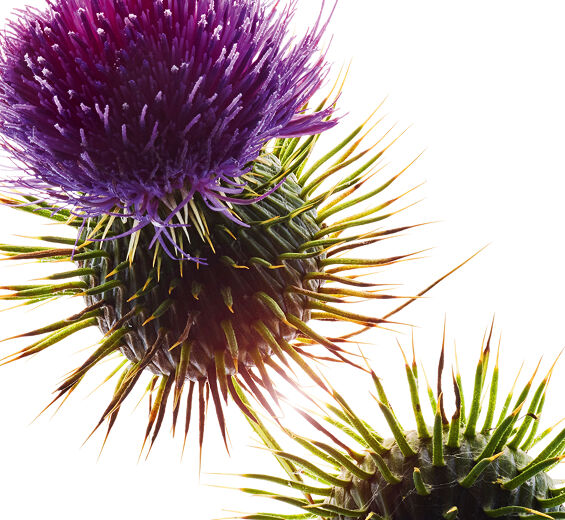 Mary&rsquo;s Thistle-Organic Mary's Thistle Oil-Silybum marianum seed oil