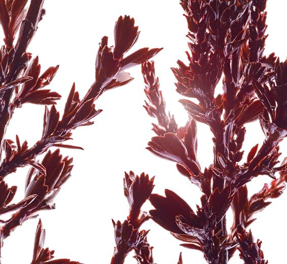 Myrothamnus-Ekstrak myrothamnus (tanaman organik)-Myrothamnus flabellifolia leaf/stem extract