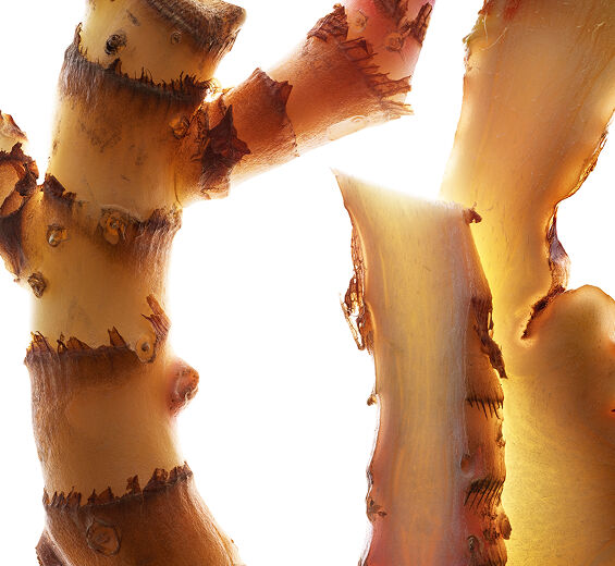 Ginger lily-Ginger Lily extract (organic plant)-Hedychium coronarium root extract