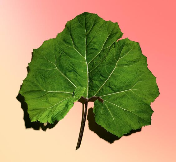 Petasite-Organic Petasites Extract-Petasites hybridus leaf extract