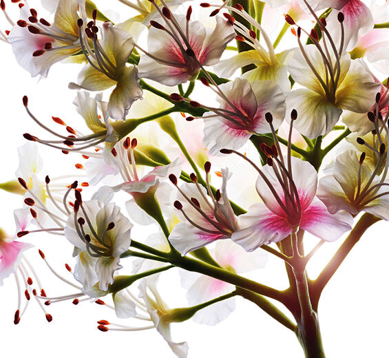 Horse Chestnut-Organic Horse Chestnut Flower Extract-Aesculus hippocastanum (horse chestnut) extract