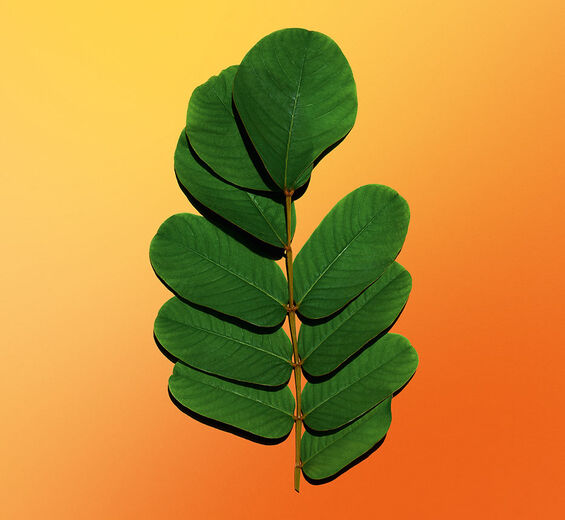 Senna-Senna Extract-Cassia alata leaf extract