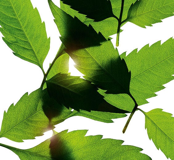 Bidens Pilosa-Ekstrak biden pilosa organik-Bidens Pilosa Extract