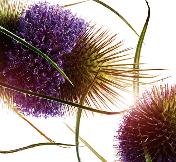 Teasel-Organic teasel extract-Dipsacus sylvestris extract