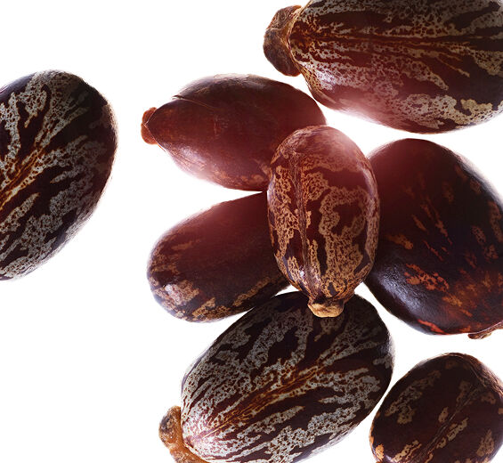Castor-Organic Castor Oil-Ricinus communis (castor) seed oil