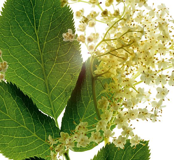 Elder-Organic elder extract-Sambucus nigra flower extract
