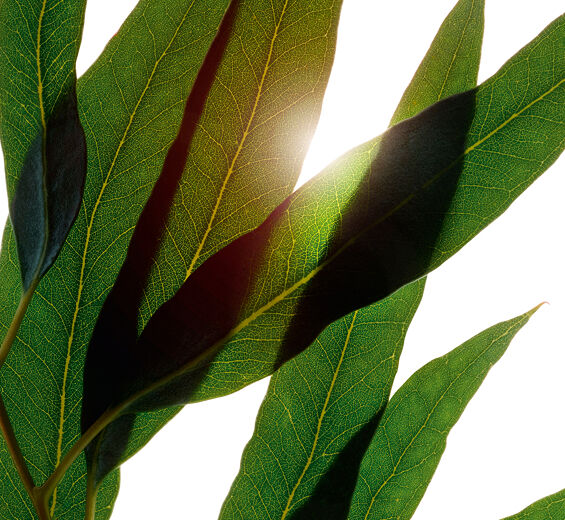 Eucalyptus-Organic eucalyptus essential oil-Eucalyptus globulus leaf oil