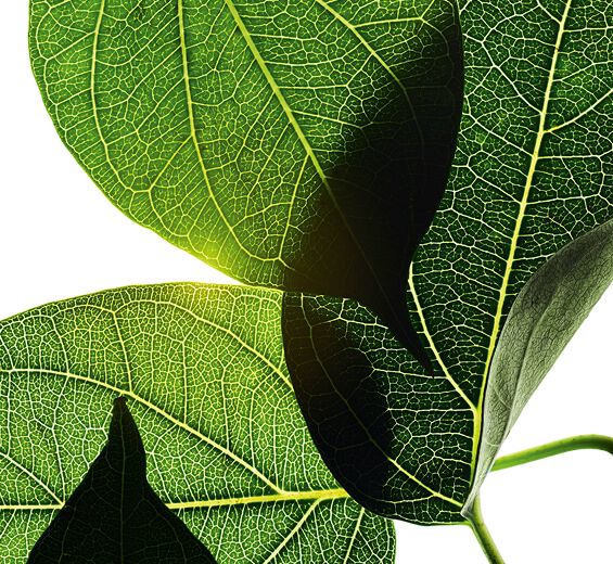 Gymnema-Ekstrak gymnema (tanaman organik)-Gymnema sylvestre leaf extract