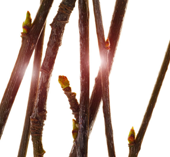Service Tree-Service tree bud extract-Pyrus sorbus bud extract