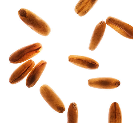 Oat-Oat flour-Avena sativa (oat) kernel flour