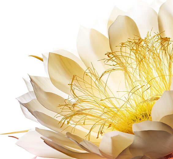 Moonlight flower Customer Services | CLARINS®®