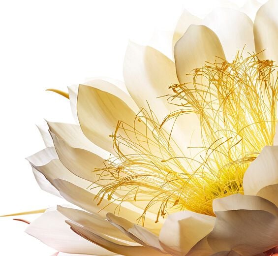 Moonlight flower-Ekstrak beku bunga ratu malam-Cereus grandiflorus (cactus) flower extract