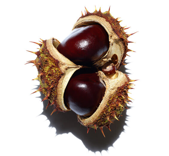 Horse Chestnut-Horse chestnut escin-Escin