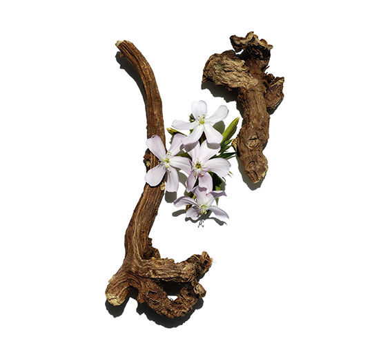 Soapwort-undefined-Saponaria officinalis root extract