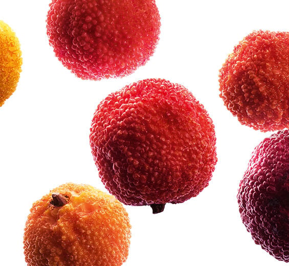 Strawberry tree-Organic Strawberry Tree Fruit extract-Arbutus unedo fruit extract