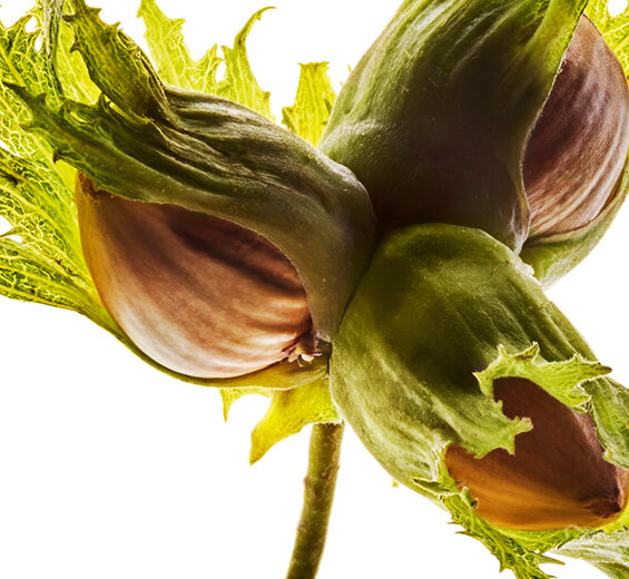 Hazel-Organic hazelnut oil-Corylus avellana (hazel) seed oil
