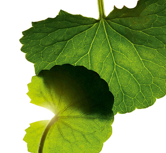 Centella asiatica-Asiaticosid-Asiaticoside