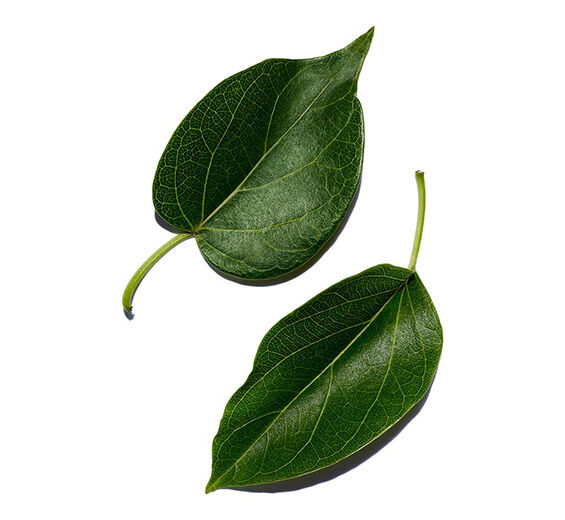 Gymnema-Gymnema Extract-Gymnema sylvestre leaf extract