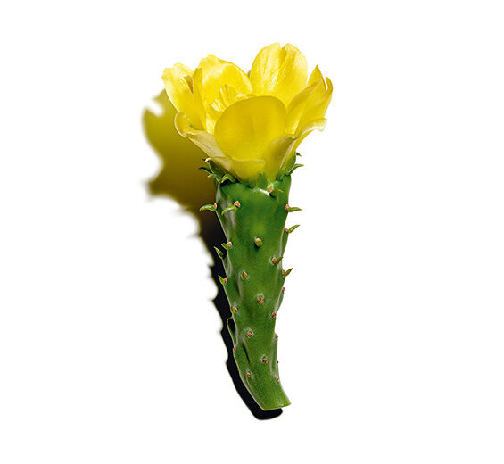 Prickly Pear-Nopal Extract-Hydrolyzed opuntia ficus-indica flower extract