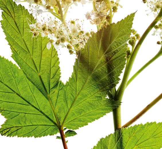 Meadowsweet-Ekstrak ratu padang rumput (tanaman organik)-Spiraea ulmaria extract
