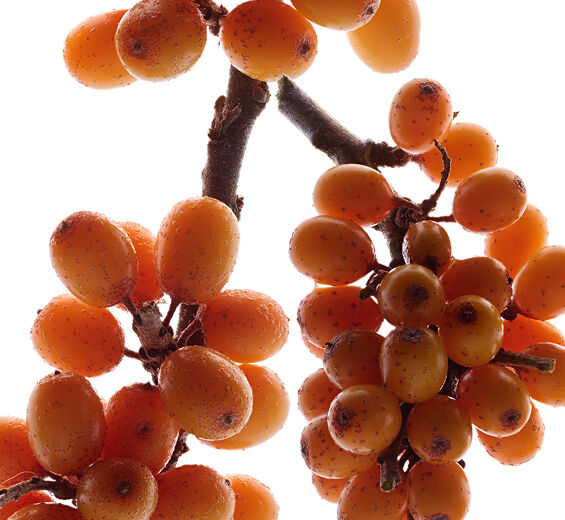 Seabuckthorn-Seabuckthorn Extract (Tanaman Organik)-Hippophae Rhamnoides Kernel Extract