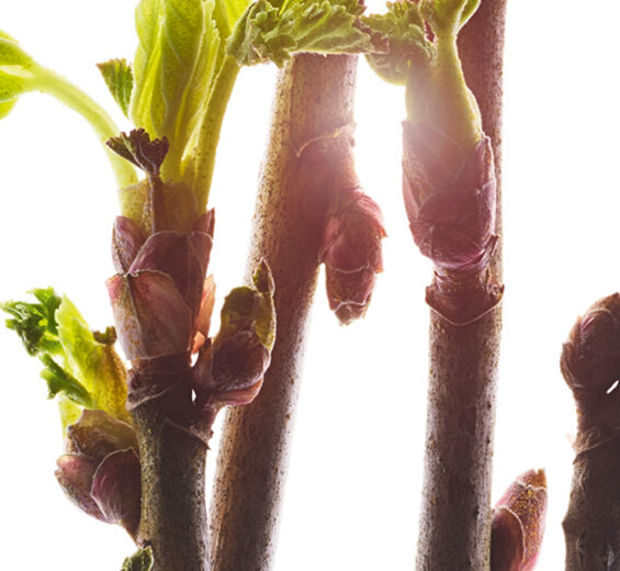 Blackcurrant-Organic Blackcurrant bud extract-Ribes nigrum (black currant) bud extract