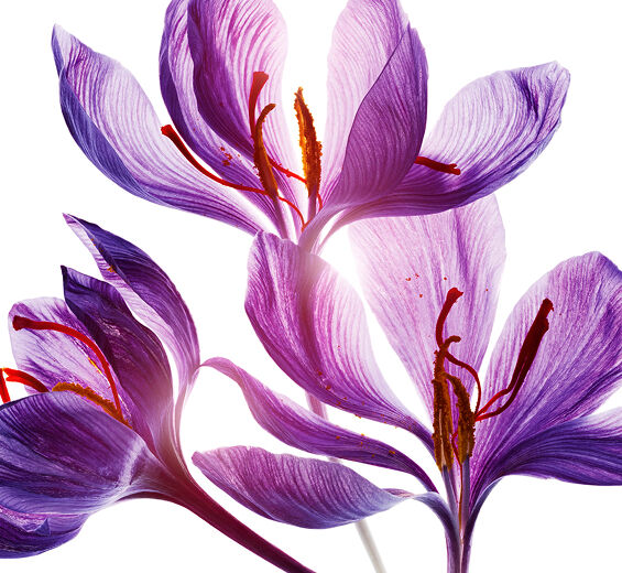Crocus-Saffron flower polyphenois (tanaman organik)-Crocus sativus flower extract