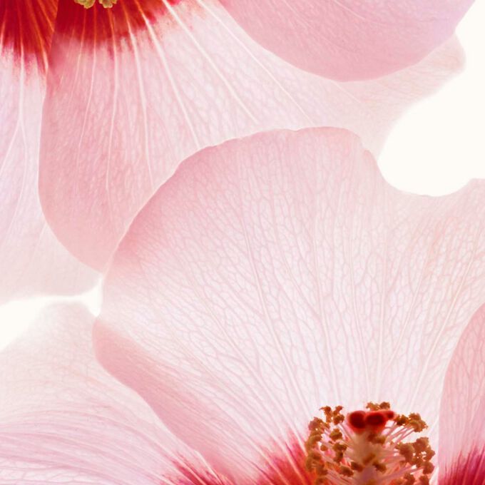 Body Renew - Skin Renewing Body Serum