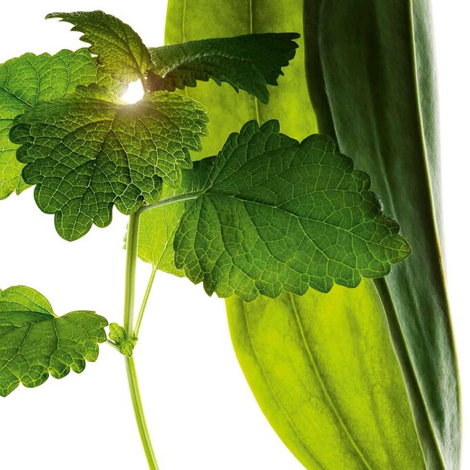 Velvet Cleansing Milk Doypack