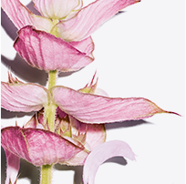 Clary sage