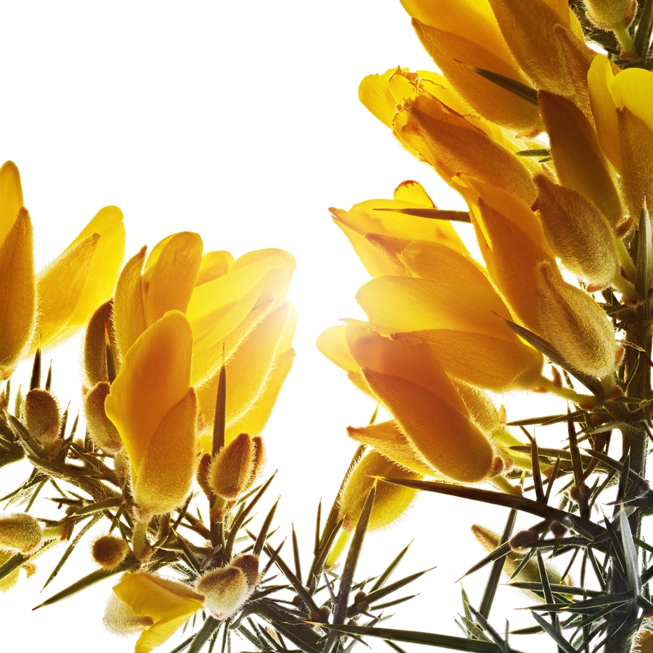 Gorse-Organic Gorse extract-Ulex europaeus leaf/root/stem extract