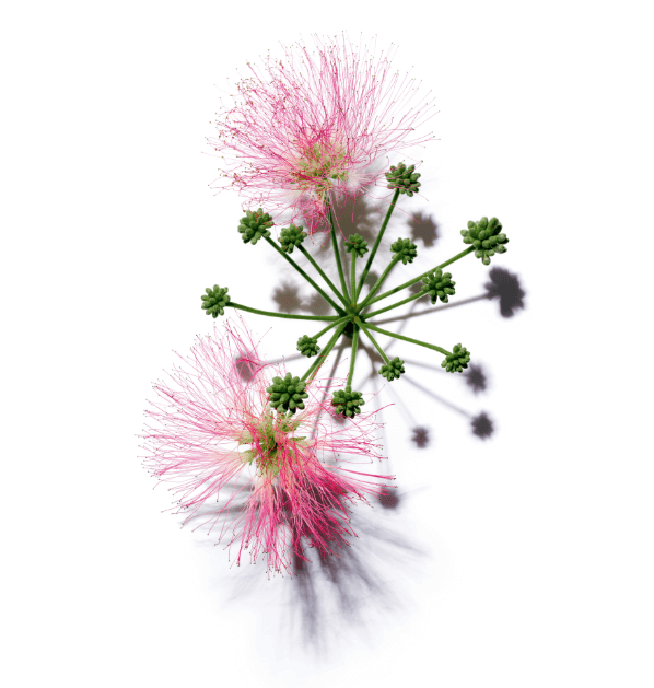 ALBIZIA EXTRACT