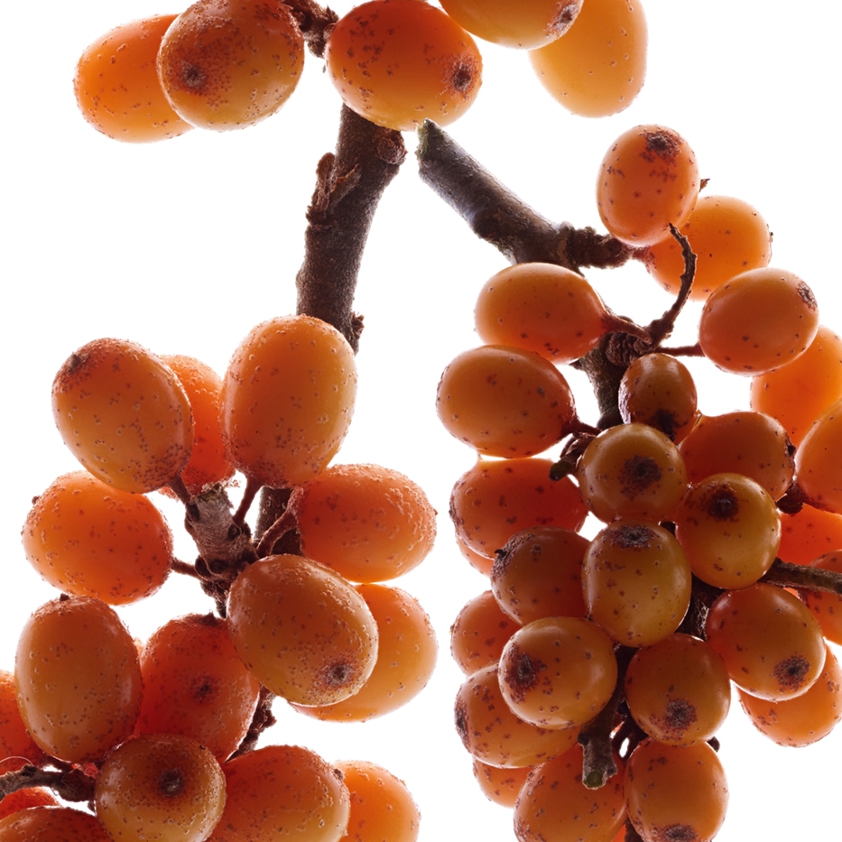 Seabuckthorn-Seabuckthorn Extract (Tanaman Organik)-Hippophae Rhamnoides Kernel Extract