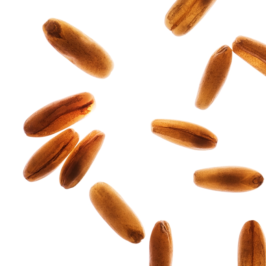 Oat-Organic Oat Sugars-Avena sativa (oat) kernel extract