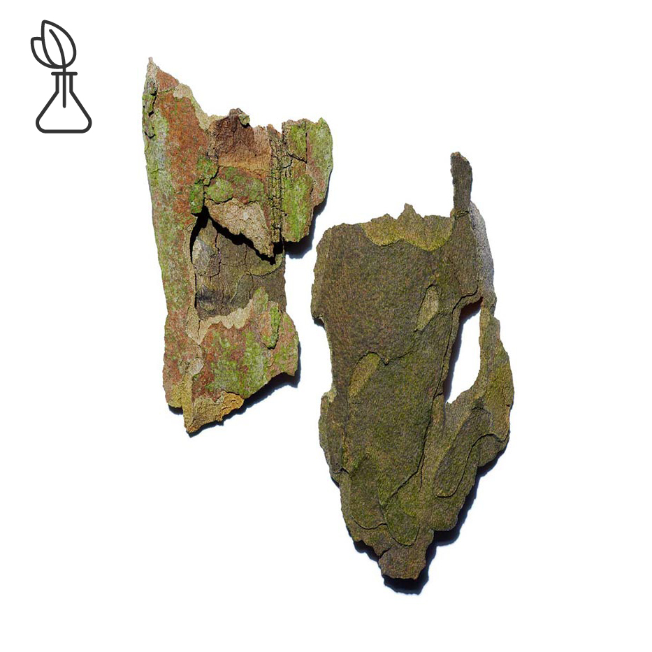 Plane tree-Plane tree extract-Platanus occidentalis bark extract