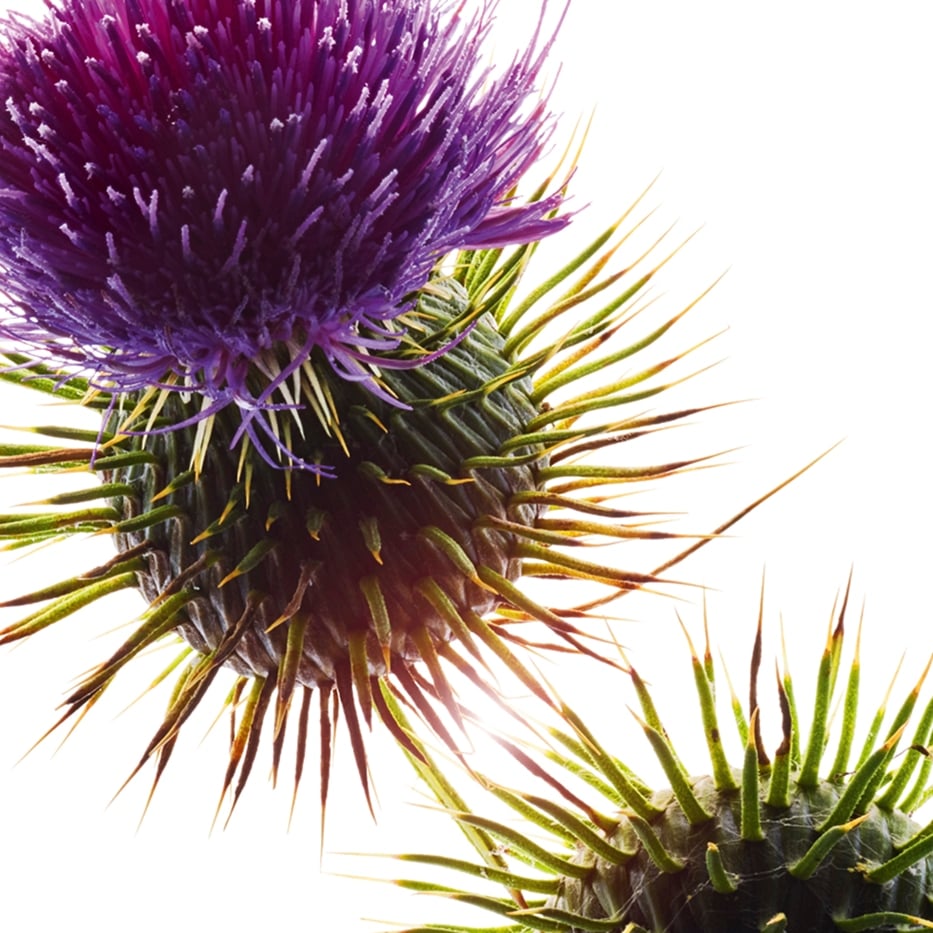 Mary&rsquo;s Thistle-Organic Mary's Thistle Oil-Silybum marianum seed oil