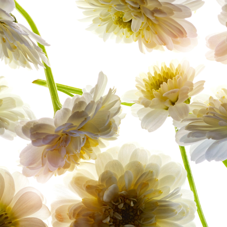 Roman chamomile-Roman chamomile essential oil-Anthemis nobilis flower oil