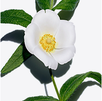 Montpellier Rock-Rose