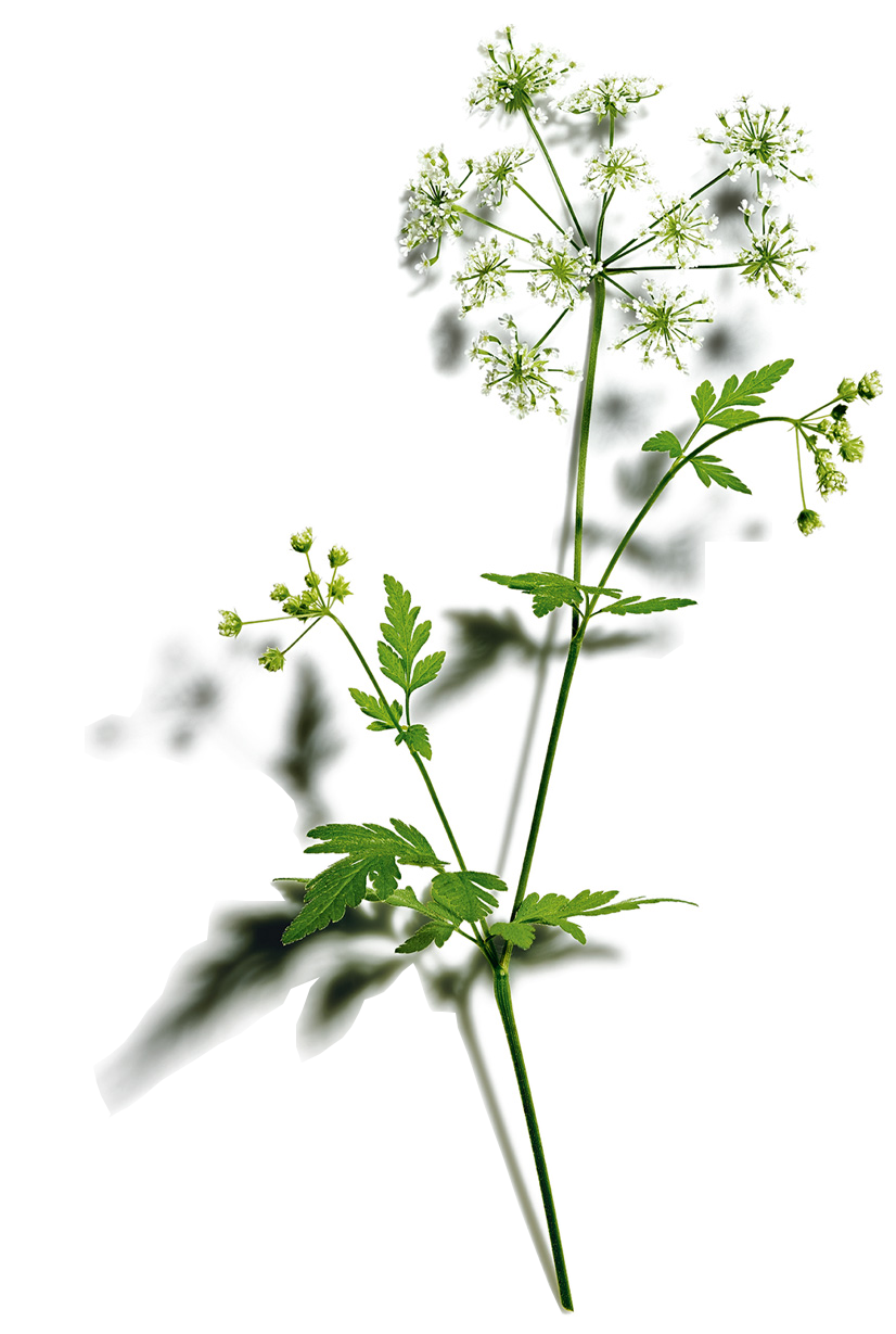 Wild Chervil