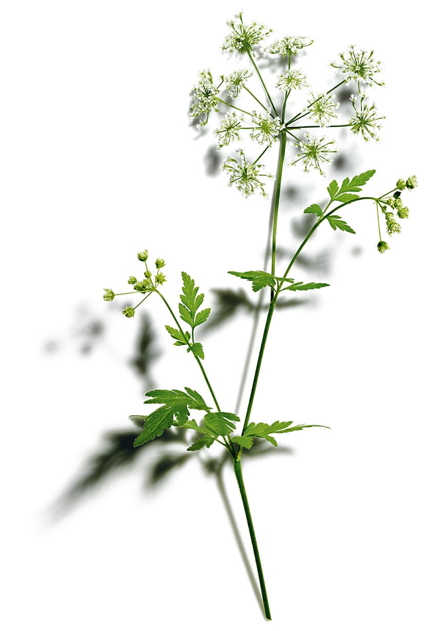 Organic Wild Chervil