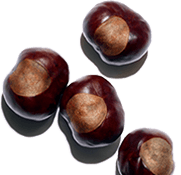Kandungan Aescin pada Horse chestnut