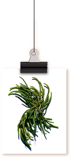 salicornia
